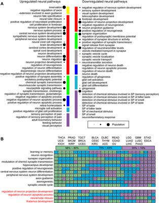 Neural functions in cancer: Data analyses and database construction